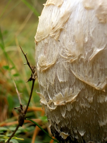ГРИБ КОПРИНУС. НАВОЗНИК (CORPINUS COMATUS)